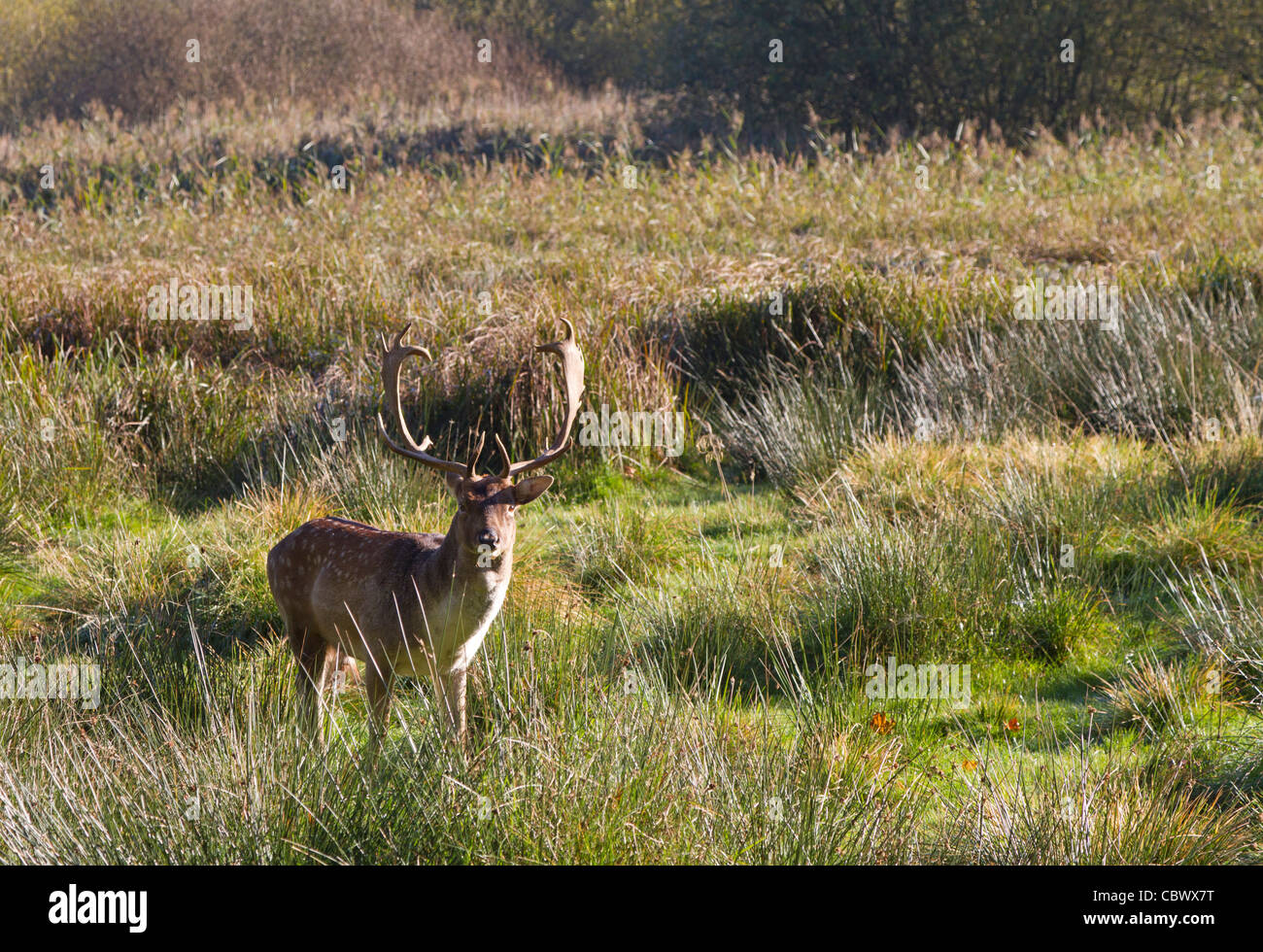 Damwild (Dama Dama) Stockfoto