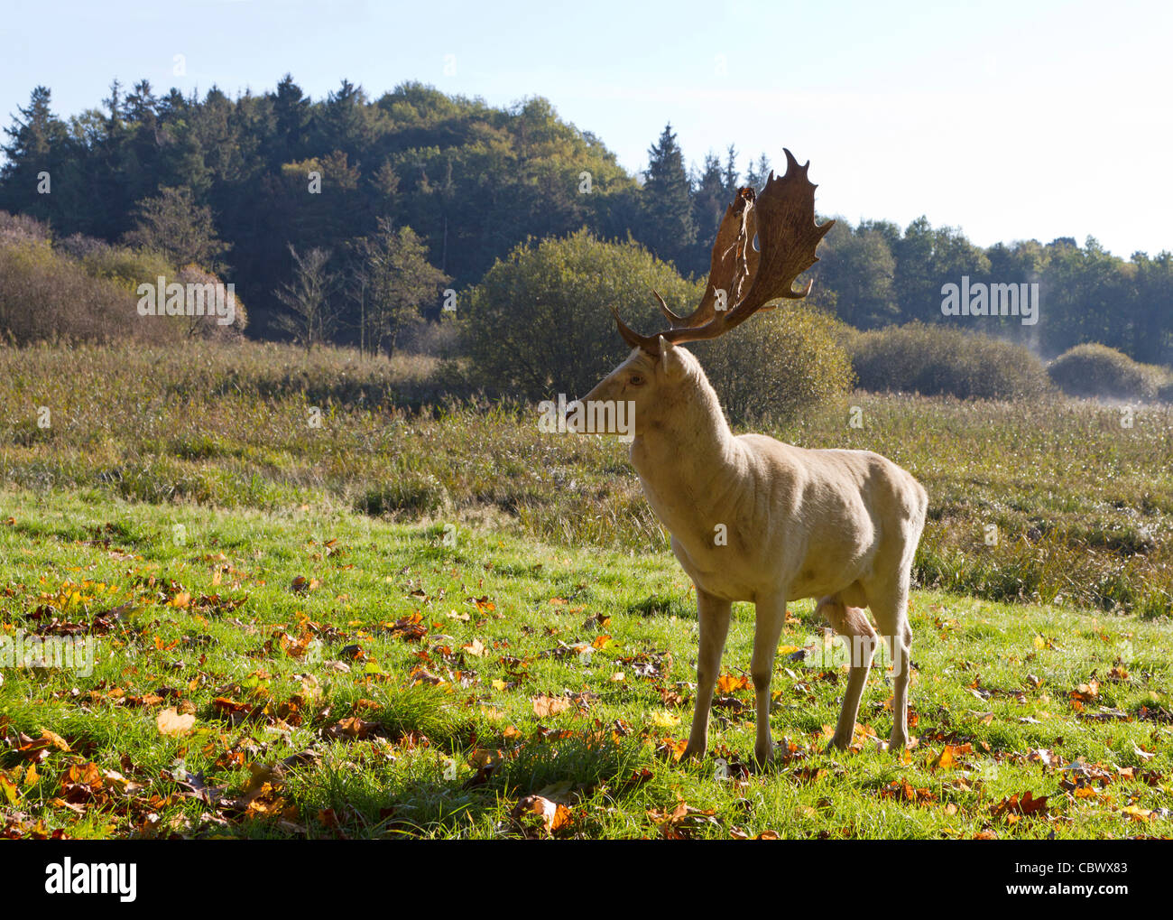 Damwild (Dama Dama) Stockfoto
