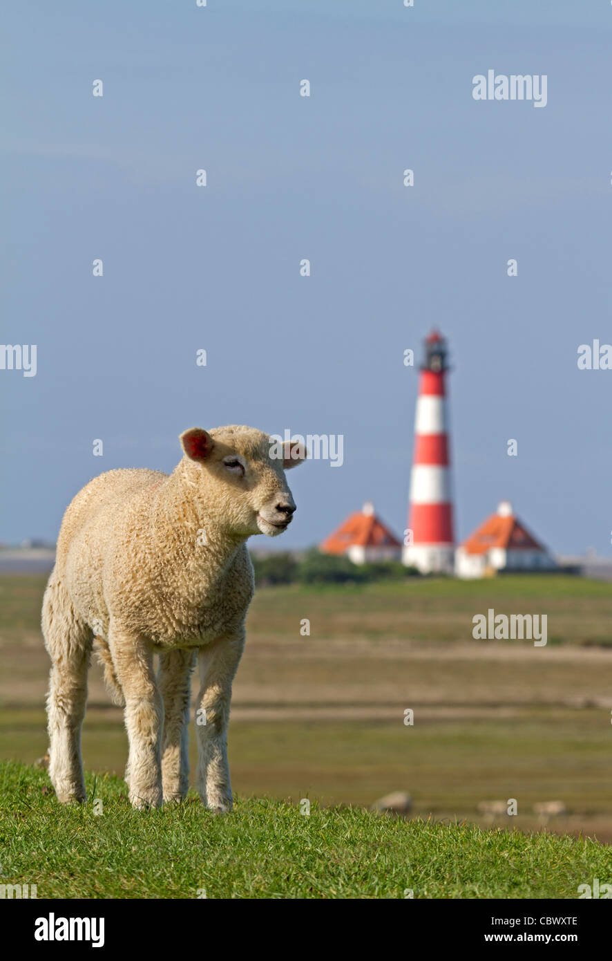 Schafe mit Leuchtturm Westerhever, Schleswig-Holstein, Deutschland Stockfoto