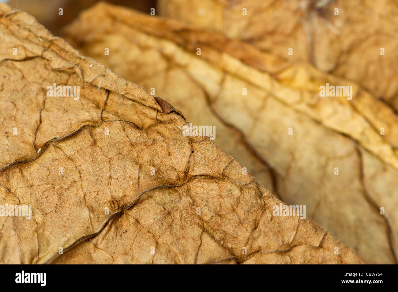 Getrockneten Tabakblätter, feine Details closeup Stockfoto