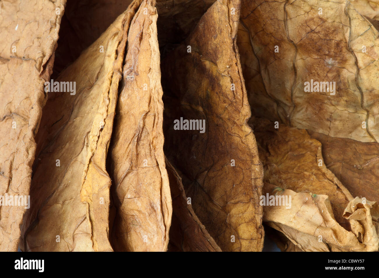 Getrockneten Tabakblätter, feine Details closeup Stockfoto