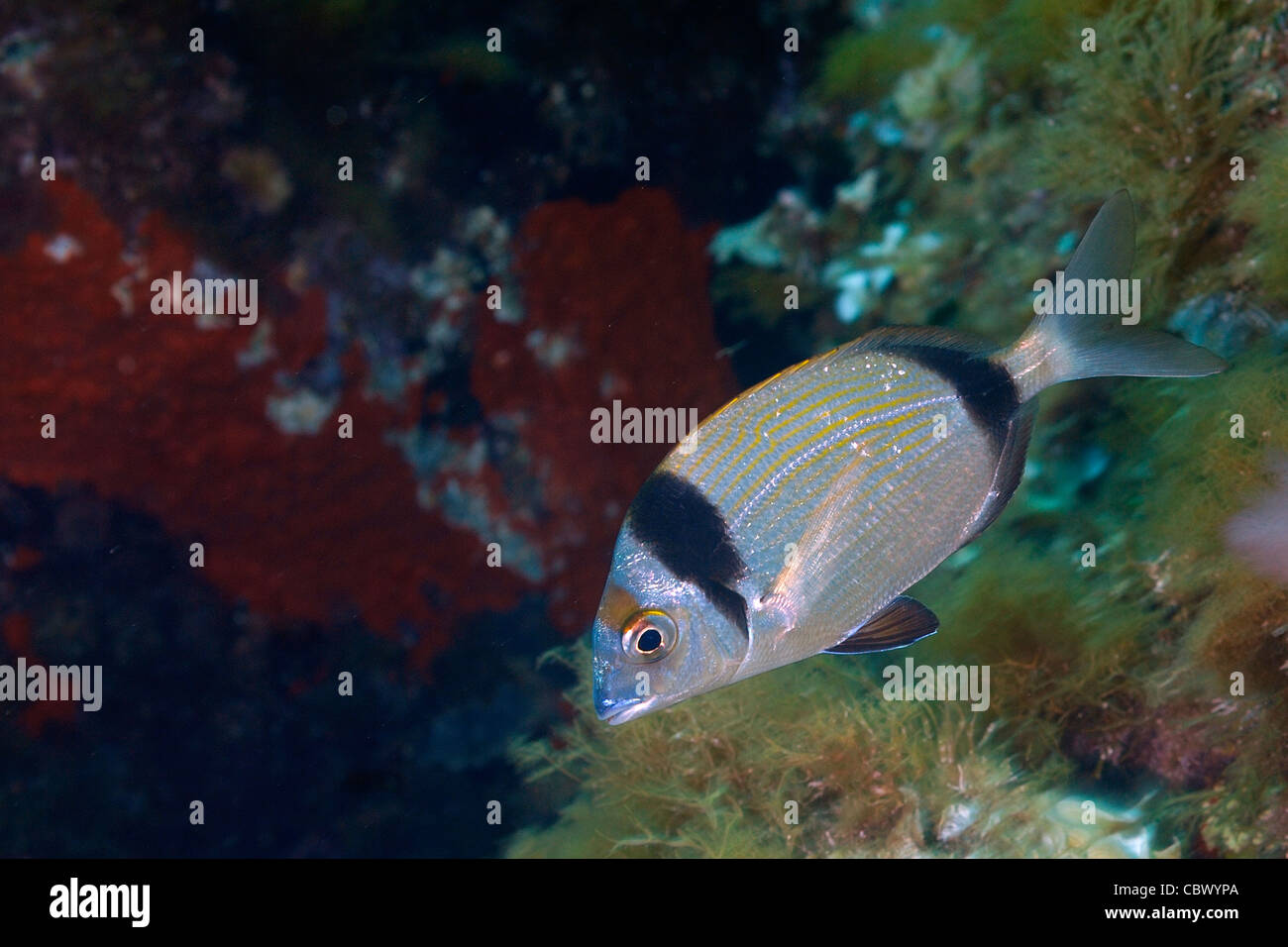 Gemeinsamen zwei gebändert Goldbrasse, Diplodus Vulgaris, Sparidae, Mittelmeer, Stockfoto