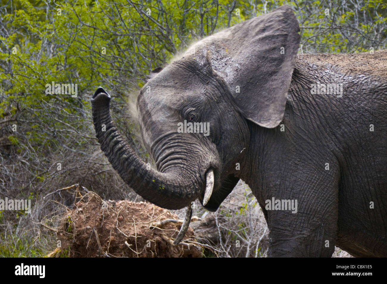 Elefanten Baden Staub im Krüger Nationalpark, Südafrika Stockfoto