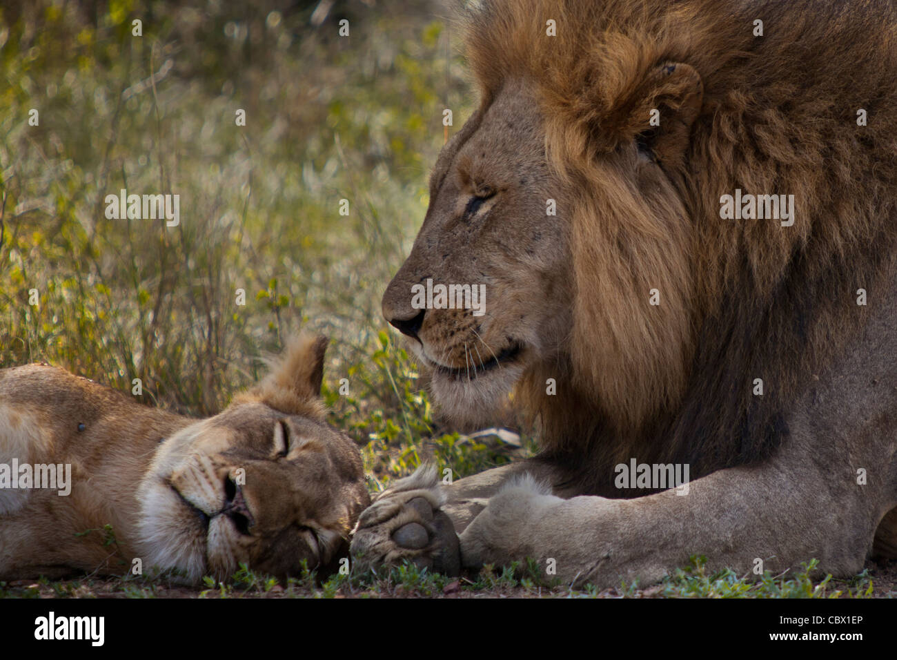 Männlicher Löwe wacht über schlafen weibliche Löwen im Krüger Nationalpark, Südafrika Stockfoto