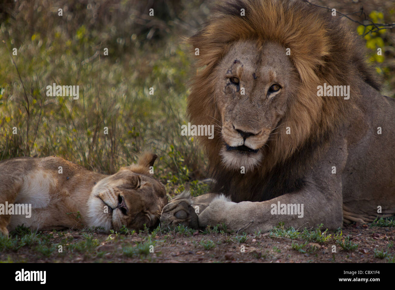 Löwen paar im Krüger Nationalpark, Südafrika Stockfoto