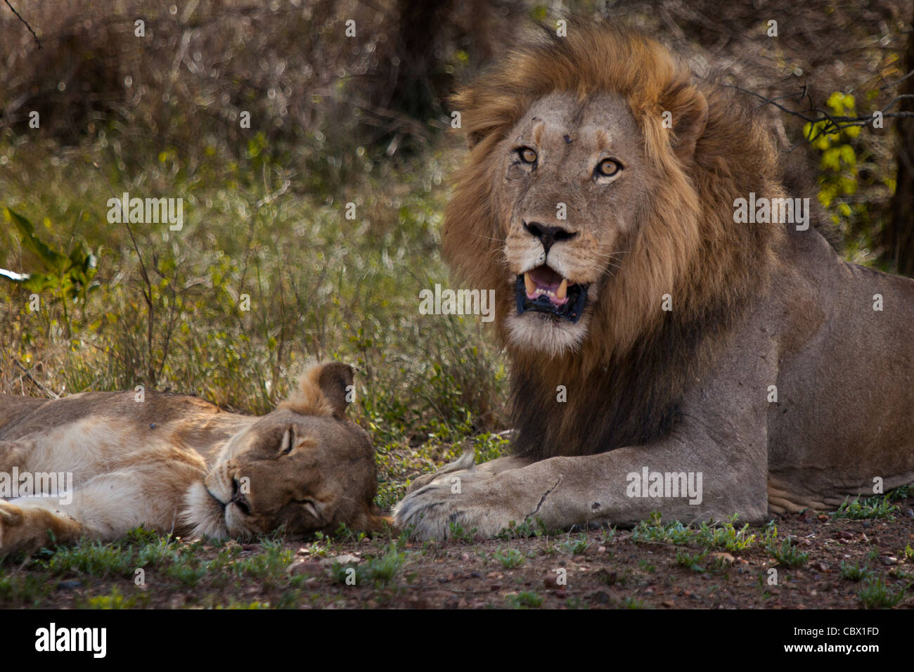 Löwen paar im Krüger Nationalpark, Südafrika Stockfoto