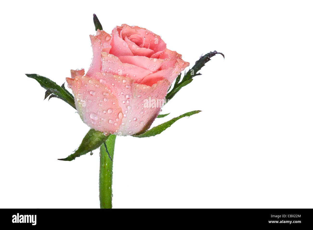 schöne rosa rose Blume isoliert auf weißem Hintergrund Stockfoto