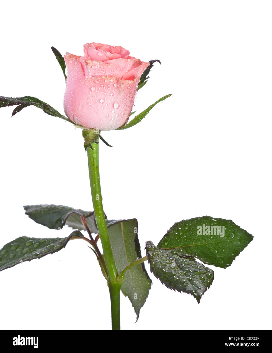 schöne rosa rose Blume isoliert auf weißem Hintergrund Stockfoto