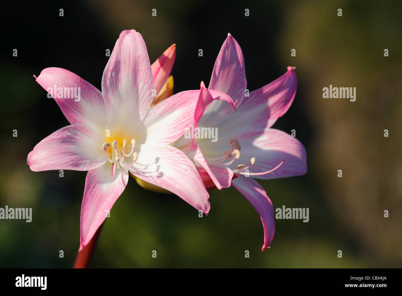 Amaryllis Belladonna Blumen blühen auf den Azoren Stockfoto
