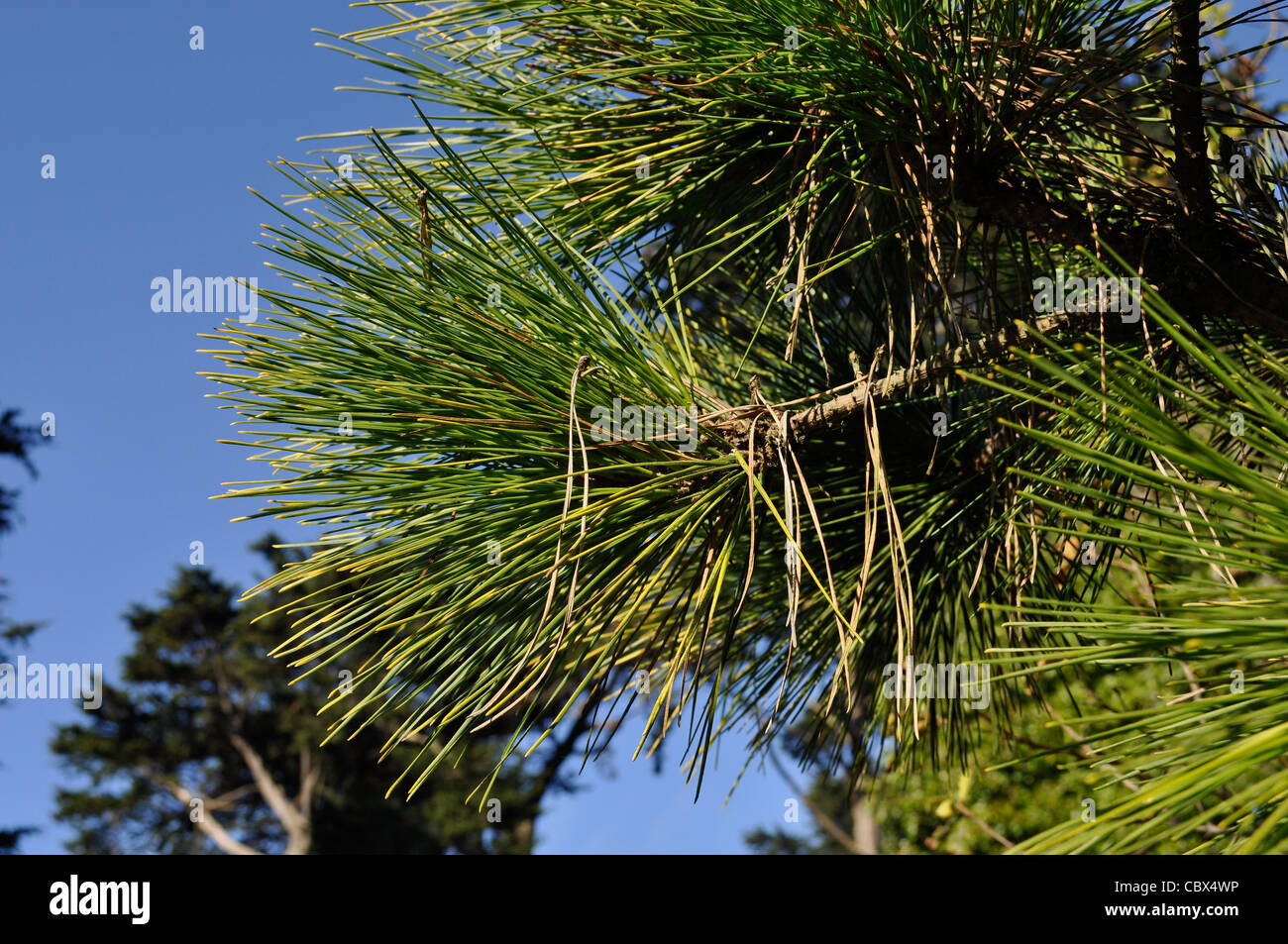 Monterey-Kiefer, Pinus Radiata, Nadeln Stockfoto