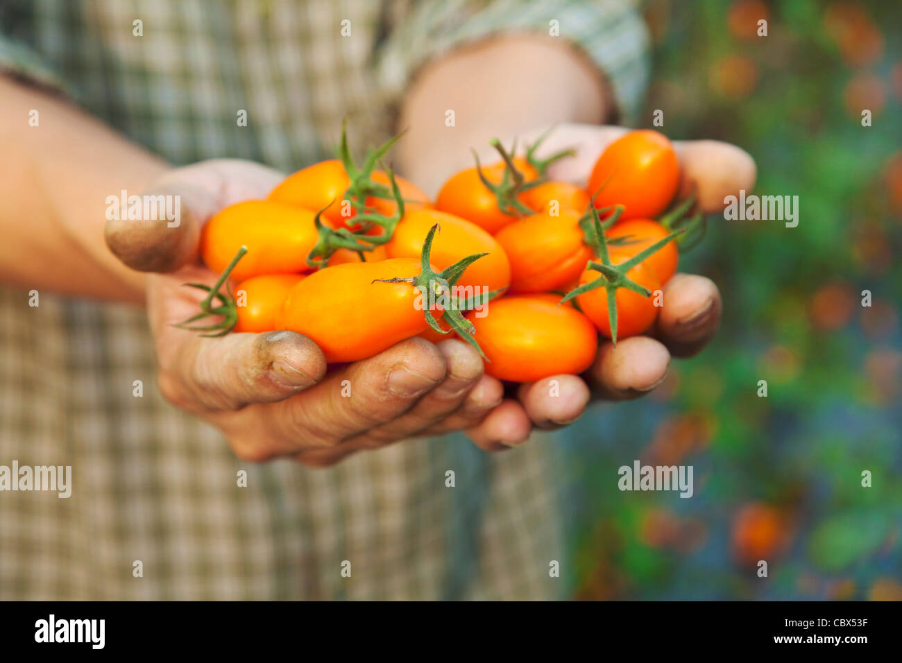 Hand der Bauer hält neue Sorten Tomaten Stockfoto