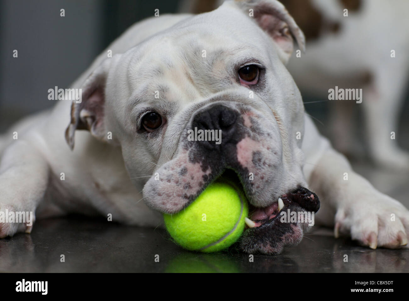Weiße englische Bulldogge Spiel mit Tennisball Stockfoto