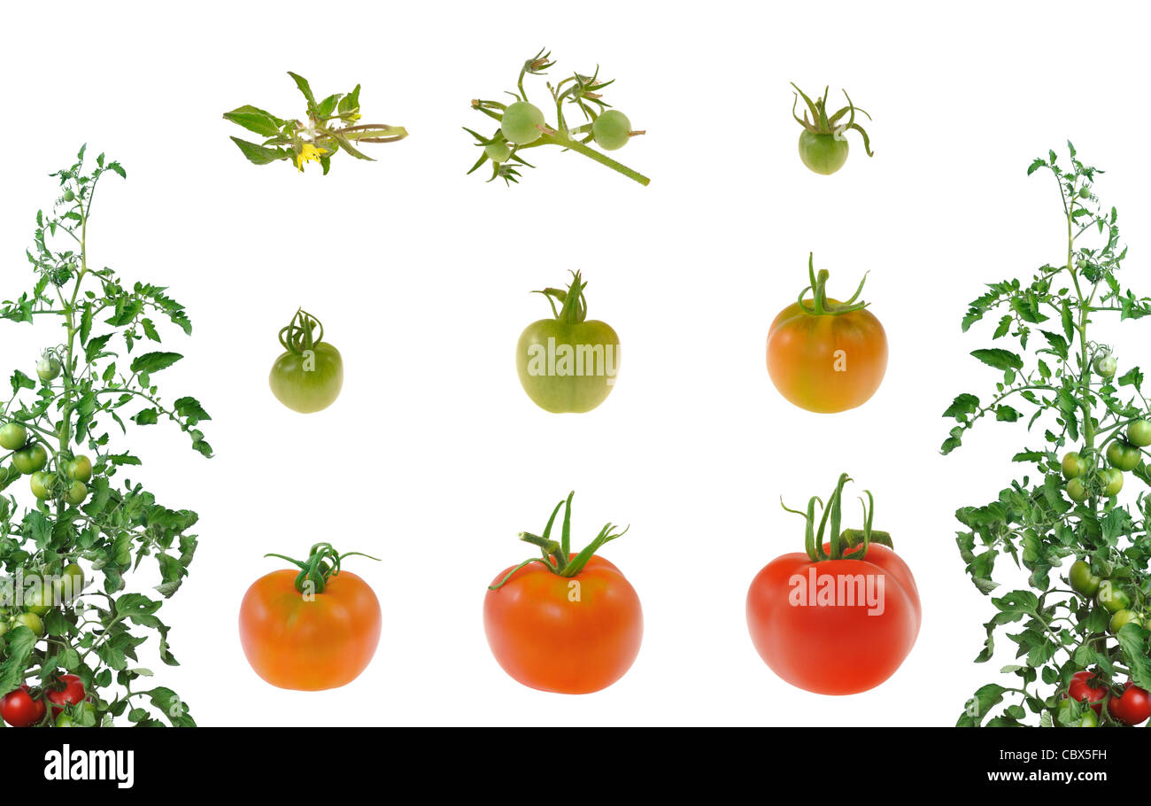 Entwicklung der rote Tomate isoliert auf weißem Hintergrund - collage Stockfoto