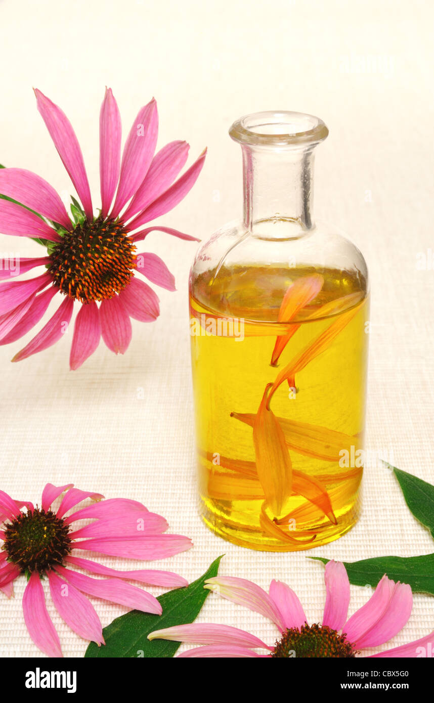 Sonnenhut ätherisches Öl in der Flasche - homöopathische Medizin - Stillleben Stockfoto