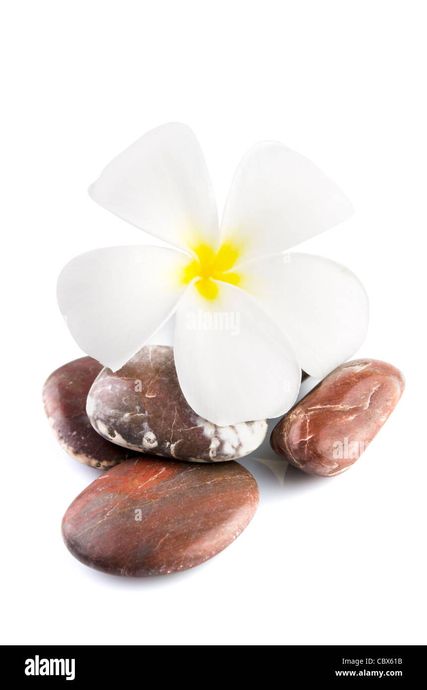 Weißen Frangipani und Therapie Steinen auf weiß Stockfoto