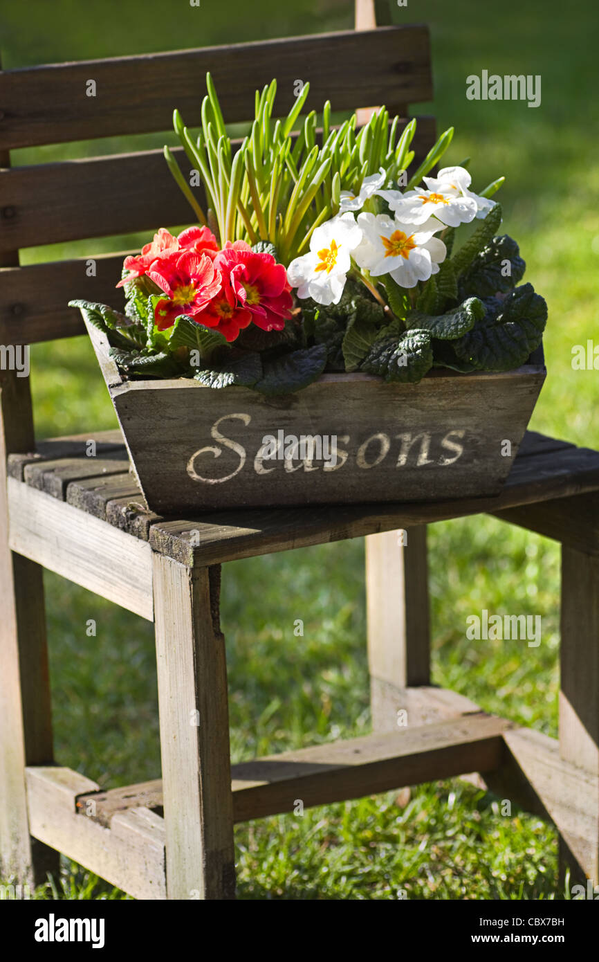 Einfache Garten Blumendekoration bei Sonnenschein im Frühling mit handgefertigten Holzobjekte und Primeln Stockfoto