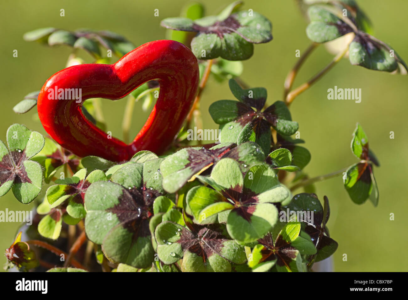Vierblättriges Kleeblatt mit einem roten Herz für Valentinstag oder St, ist Patrick Tag - horizontal Stockfoto