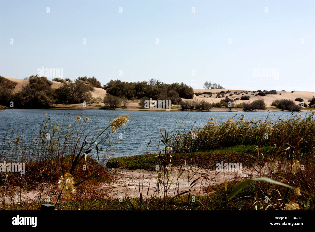 Maspalomas-Naturschutzgebiet Stockfoto