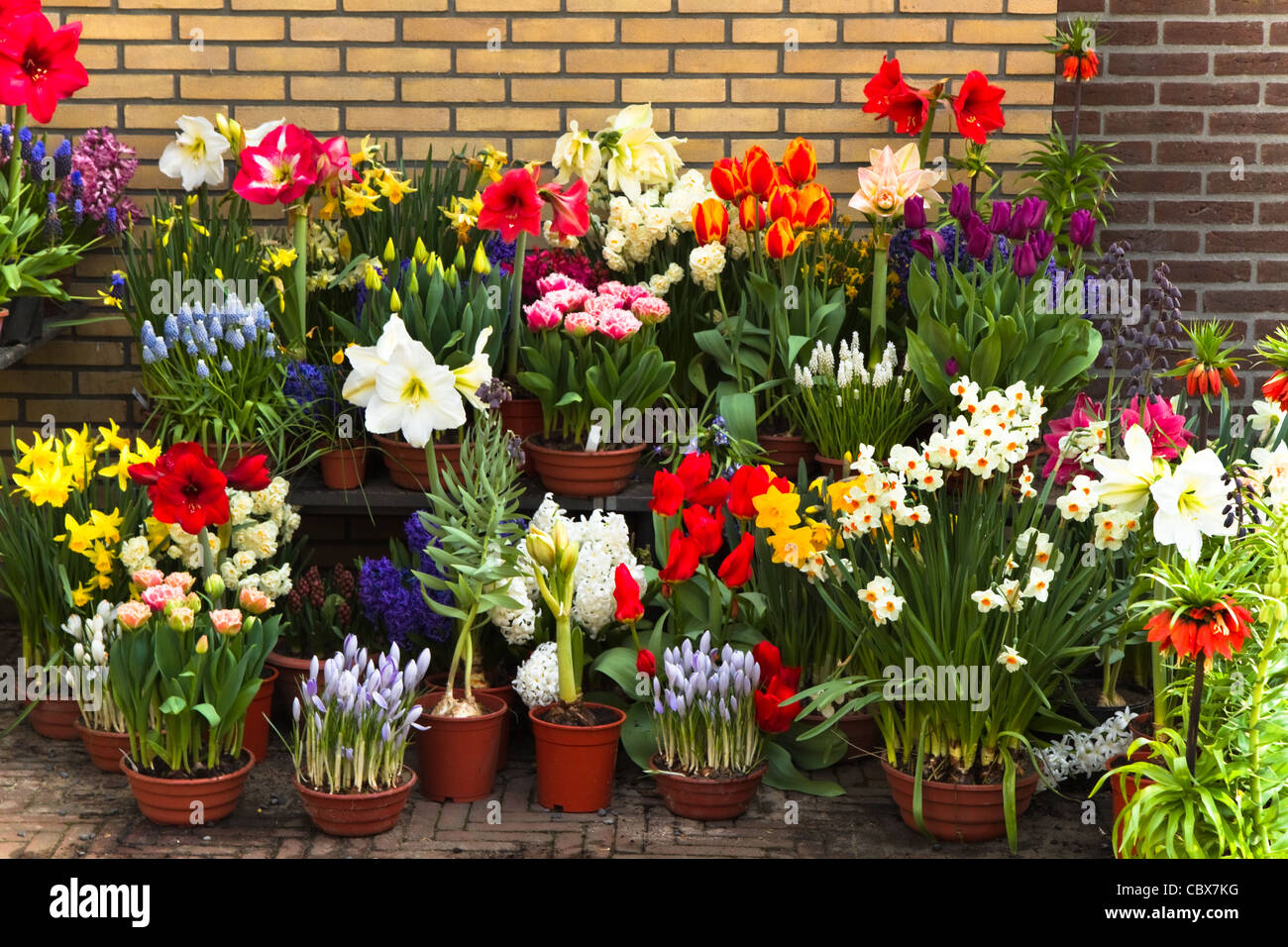 Wand mit Sammlung von bunten Frühlingsblumen in Töpfen und Containern Stockfoto