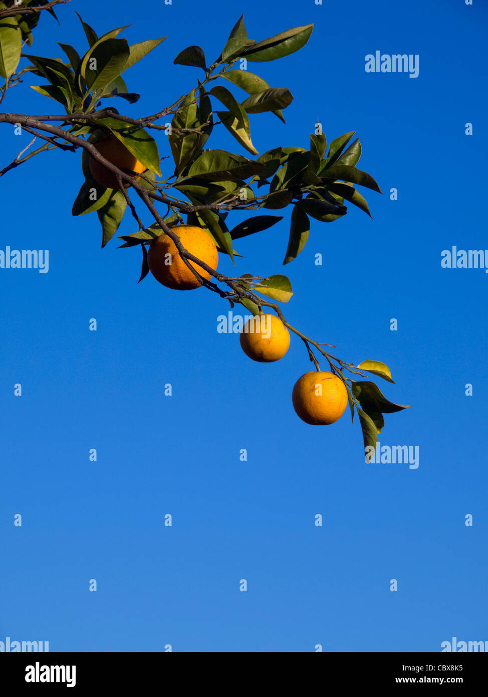 Reifer Orangen in orange Ast vor blauem Himmel Stockfoto