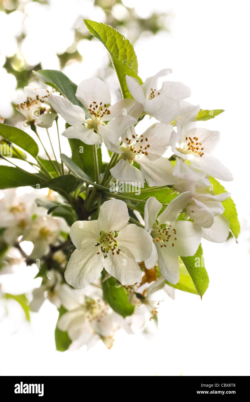 April kommt mit schönen weißen Blüten an den Bäumen Stockfoto