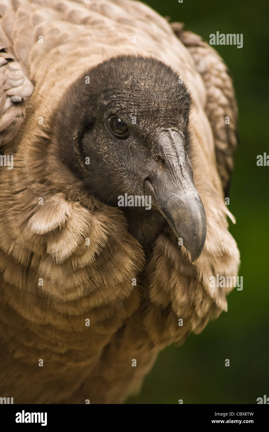 Junge Spezies der Kalifornien-Kondor-Sitzung Stockfoto