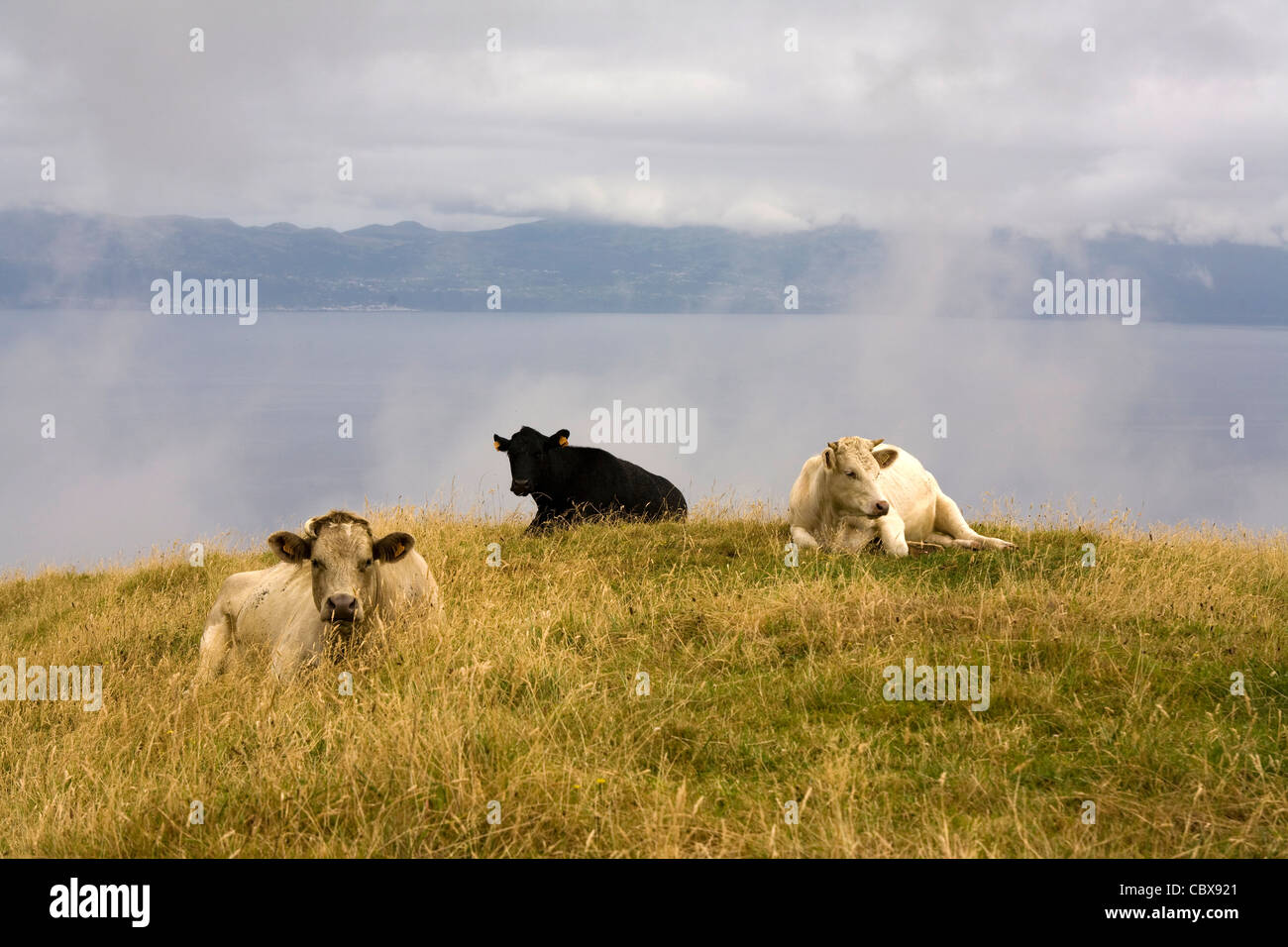 Rinder am Berg Pico, Pico, Azoren. Stockfoto