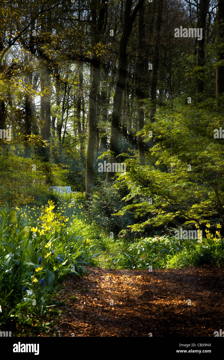 Forestpath im Frühjahr mit gelben Erythronium, Narzissen und Sonnenstrahlen Stockfoto