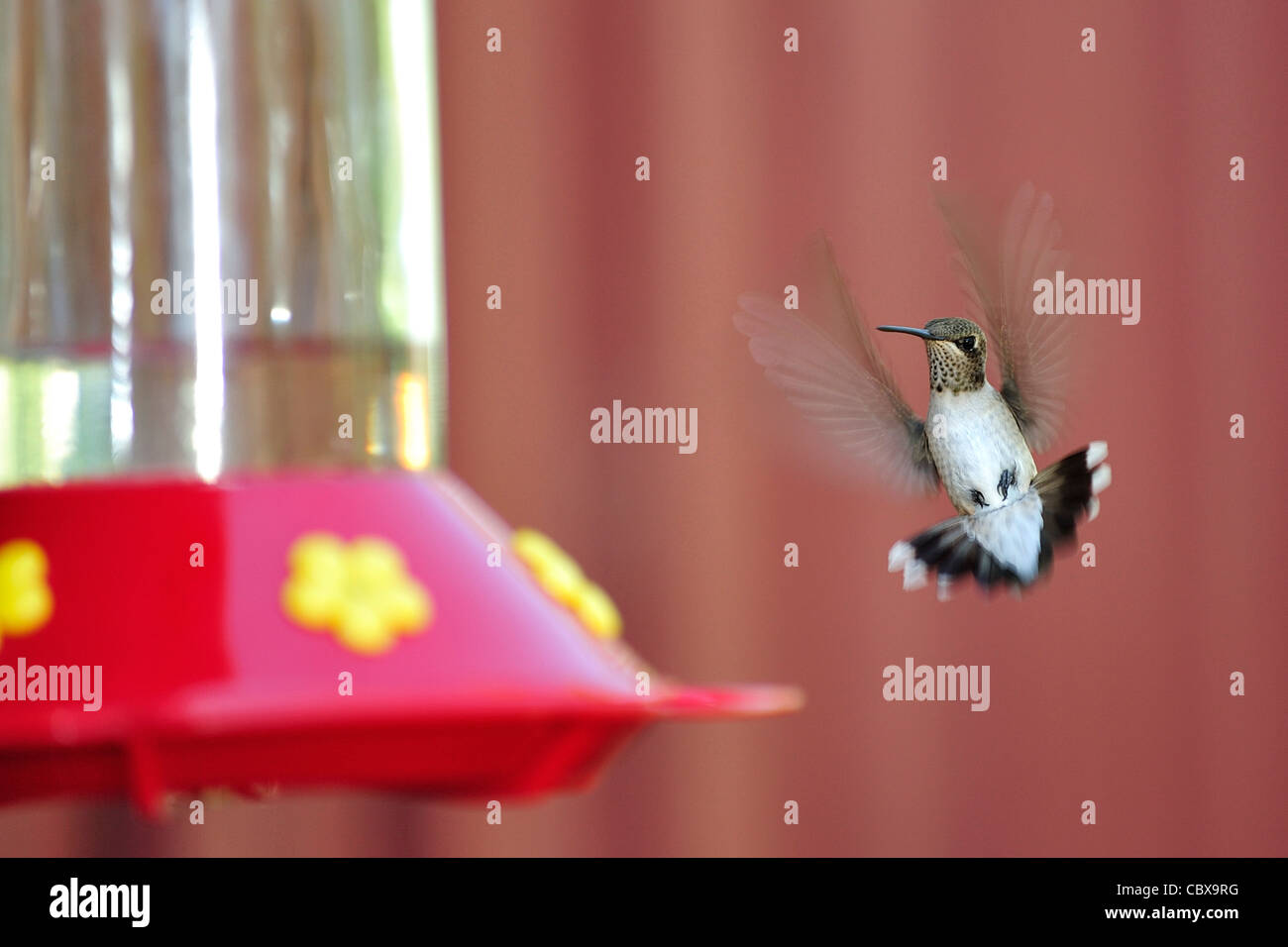 Kolibri im Flug Stockfoto