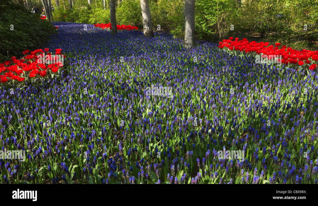 Tausende von blauen gemeinsame Traubenhyazinthen blühen im Frühlingsgarten unter Bäumen Stockfoto