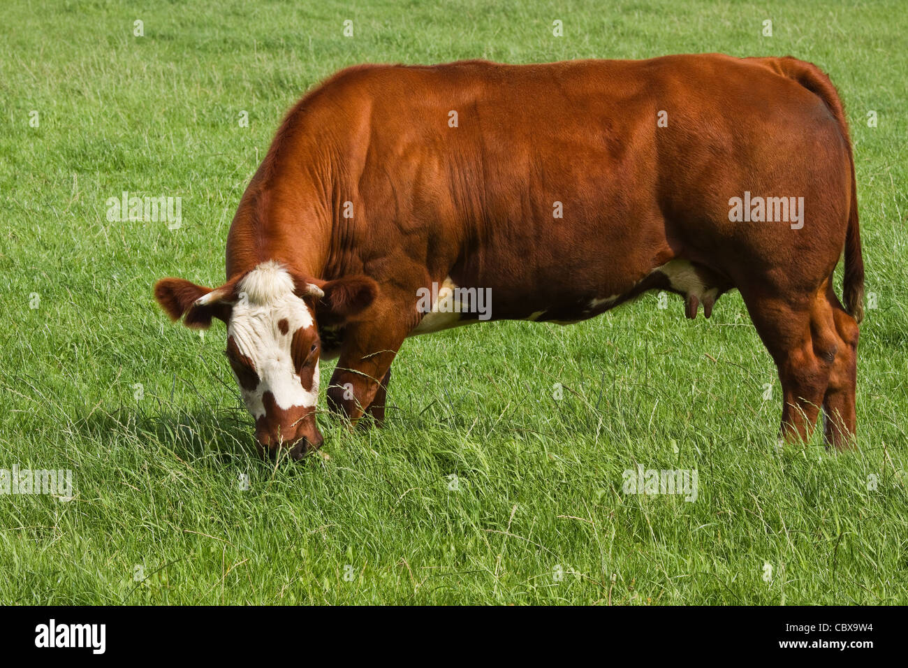 Fleisch-Kuh an sonnigen Sommertag in das Land grasen auf der Weide Stockfoto