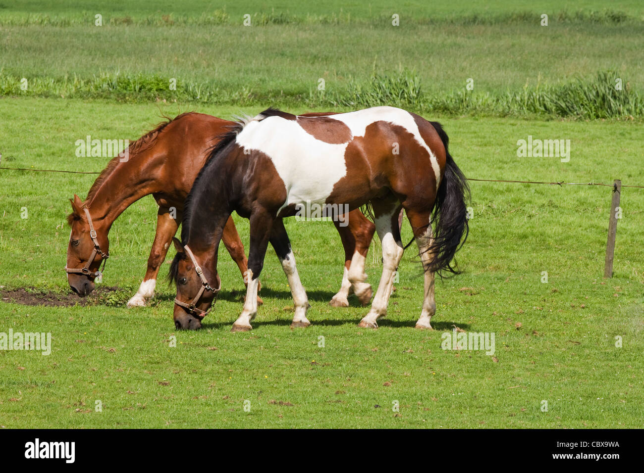 Grünland mit zwei weidende Pferde auf sonnigen Sommertag im Land Stockfoto