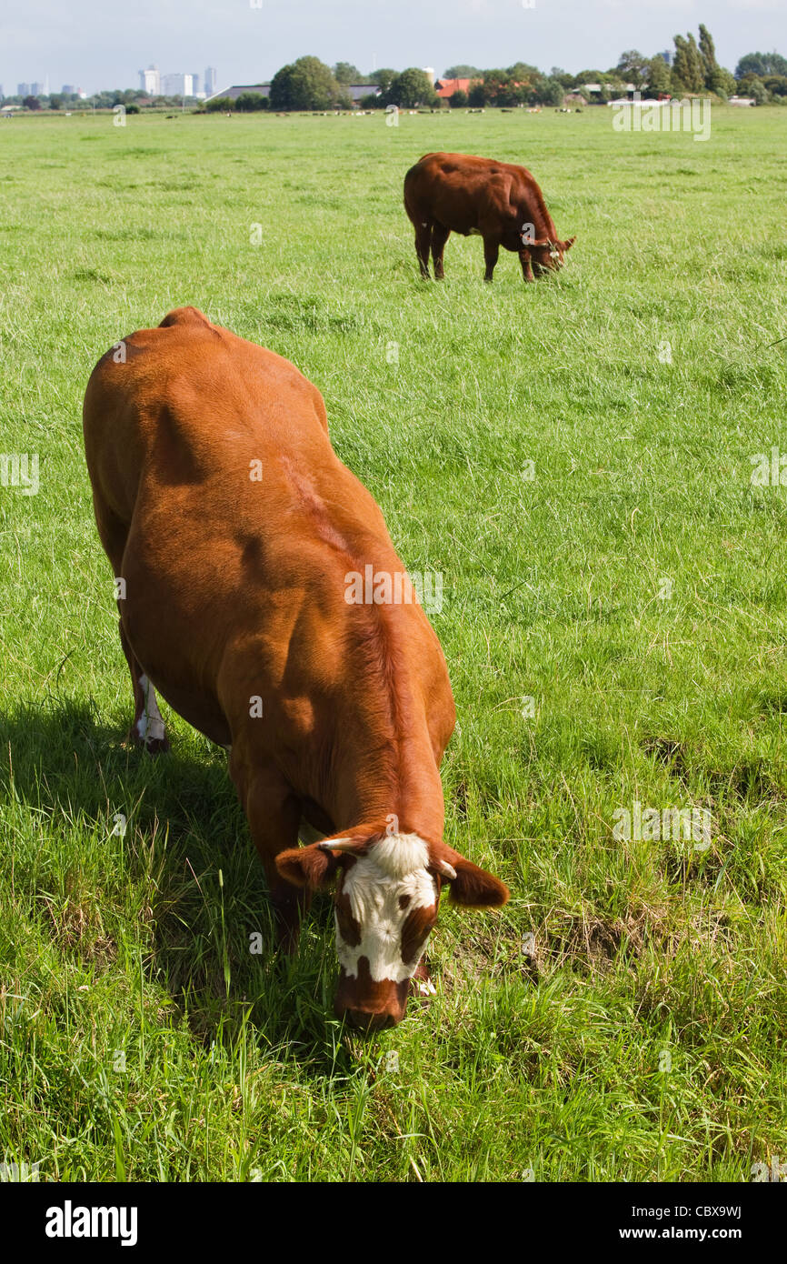 Holländische Landschaft mit Bauernhöfen und weidenden Kühen Fleisch Stockfoto
