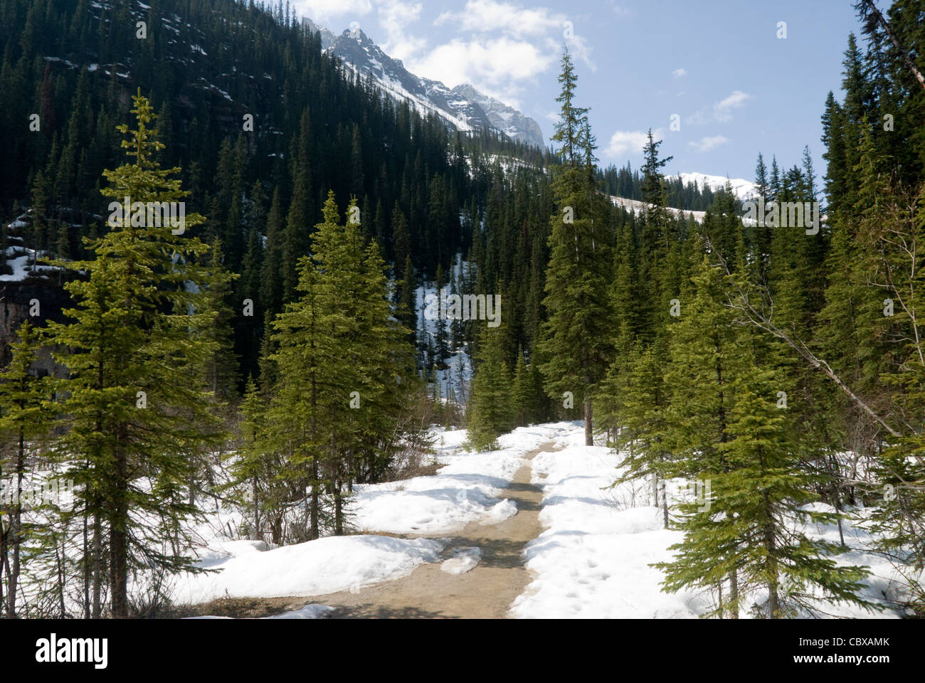 Trail durch Kiefernwald im Schnee, Lake Louise, Banff, Alberta, Kanada Stockfoto