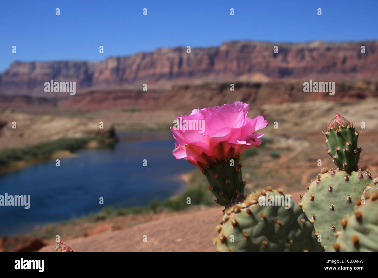 Rosa Feigenkaktus Kaktusblüte bei Lees Ferry mit Vermilion Cliffs und Colorado River Hintergrund unscharf Stockfoto