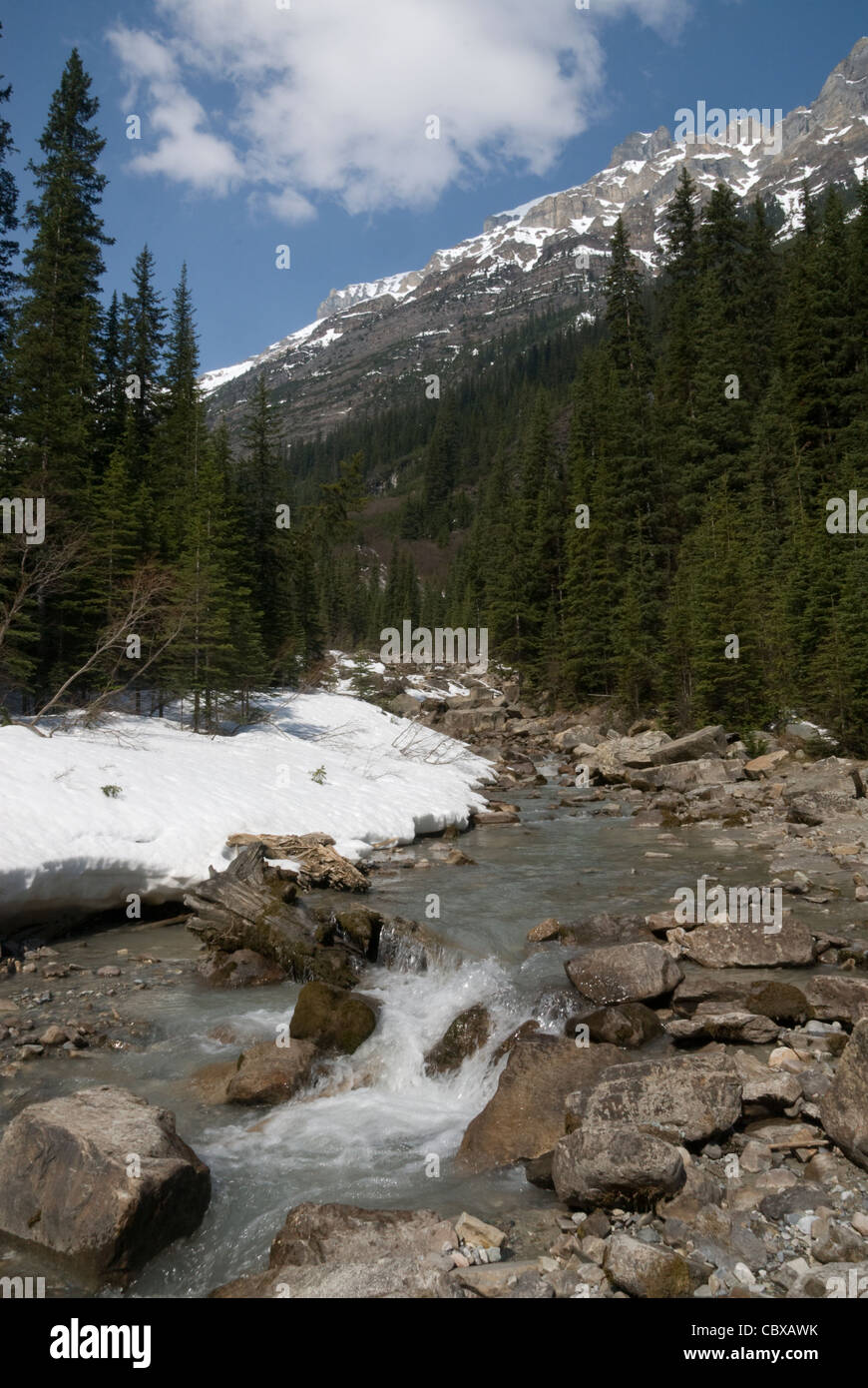 Strom durch Wald im Schnee, Lake Louise, Banff, Alberta, Kanada Stockfoto