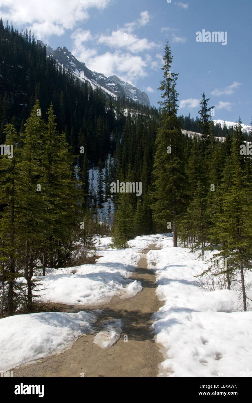 Trail durch Kiefernwald im Schnee, Lake Louise, Banff, Alberta, Kanada Stockfoto