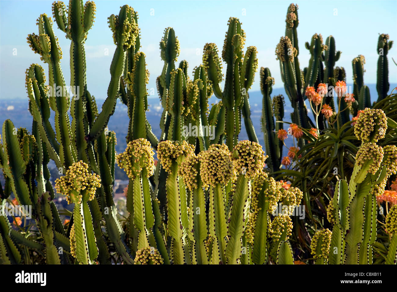 Kakteengarten im Getty Center in Los Angeles Stockfoto