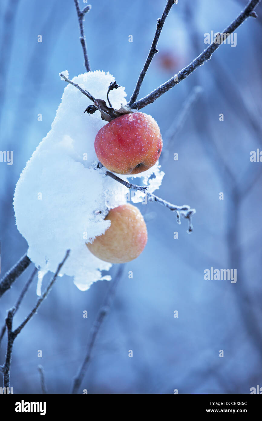 Äpfel am Baum und erster Schnee Stockfoto