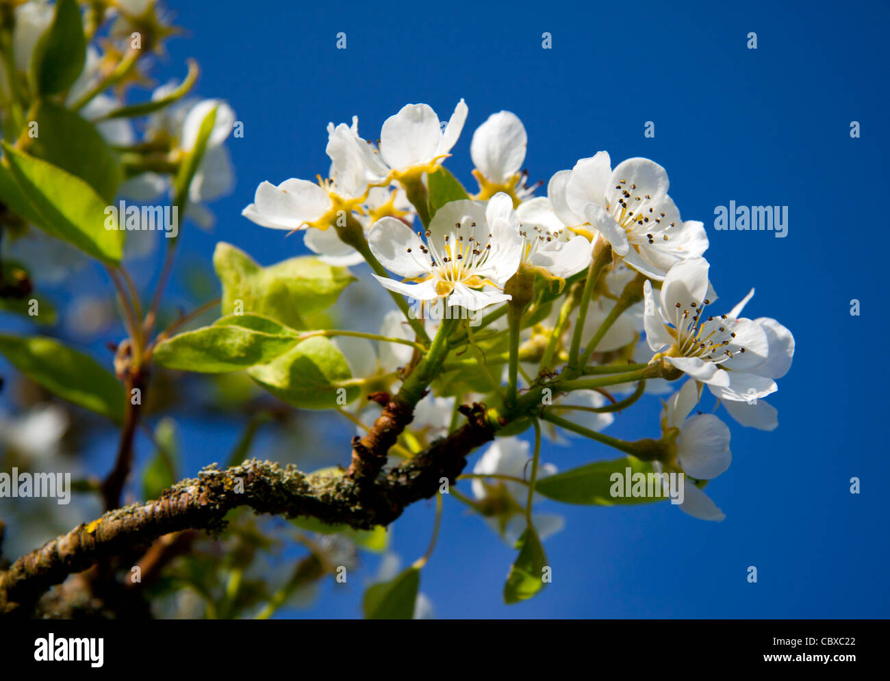 Birne Blüte Anfang April vor einem klaren blauen Himmel fotografiert. Stockfoto