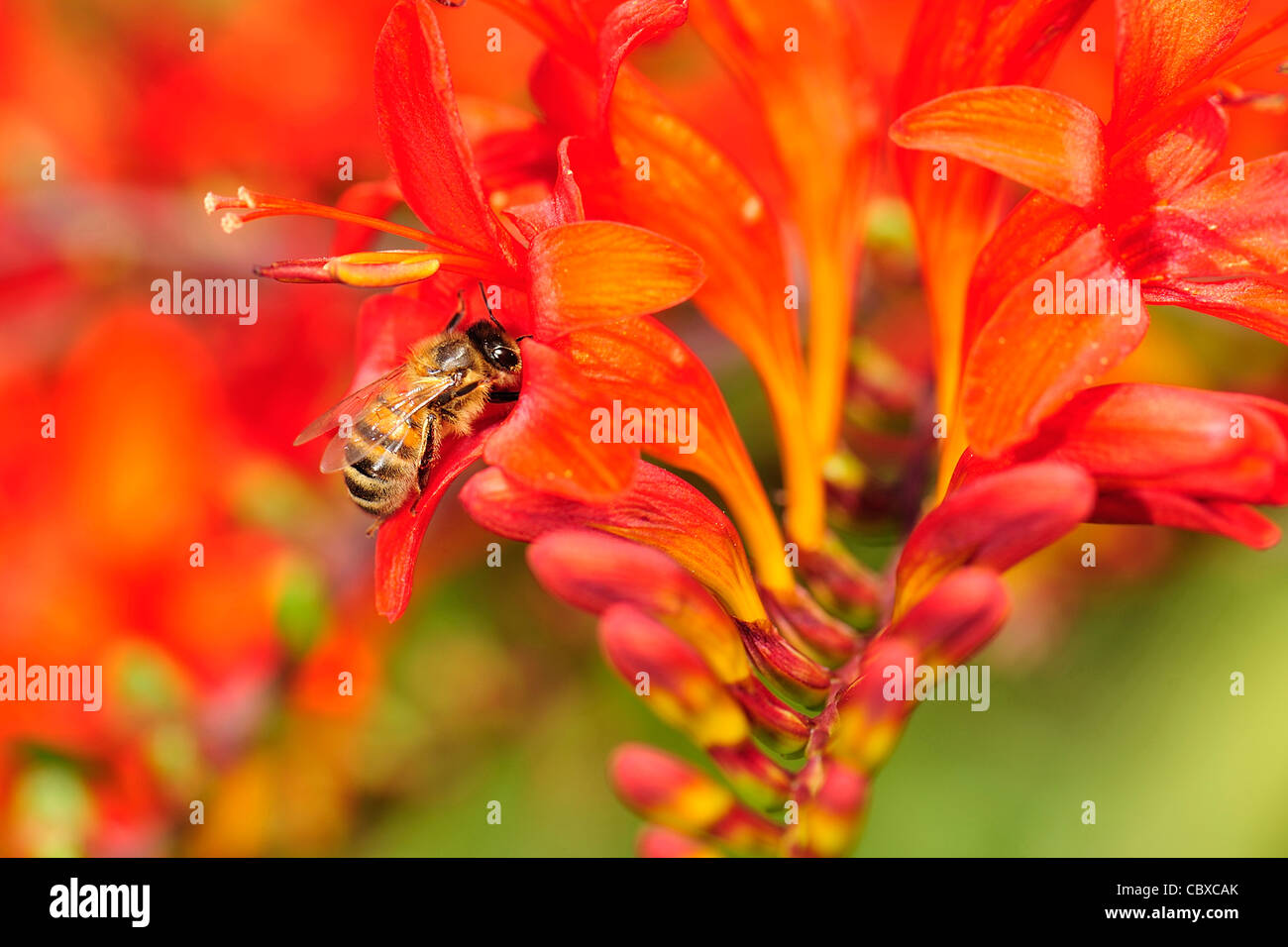 Bienen fliegen in eine Blume Stockfoto