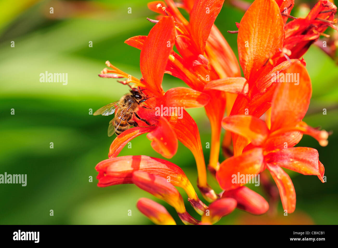 Bienen fliegen in eine Blume Stockfoto