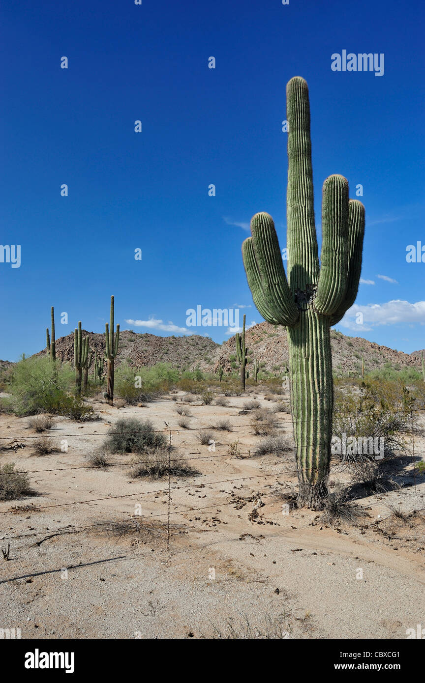 Wüste von Arizona Stockfoto