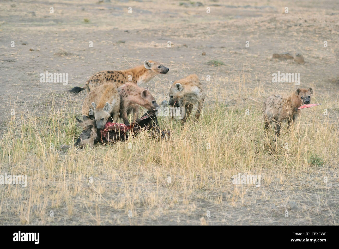 Gefleckte Hyänen - gefleckte Hyänen - Lachen Hyänen (Crocuta Crocuta) Gruppe von Erwachsenen verschlingen ihre Beute (jungen Gnus) Stockfoto