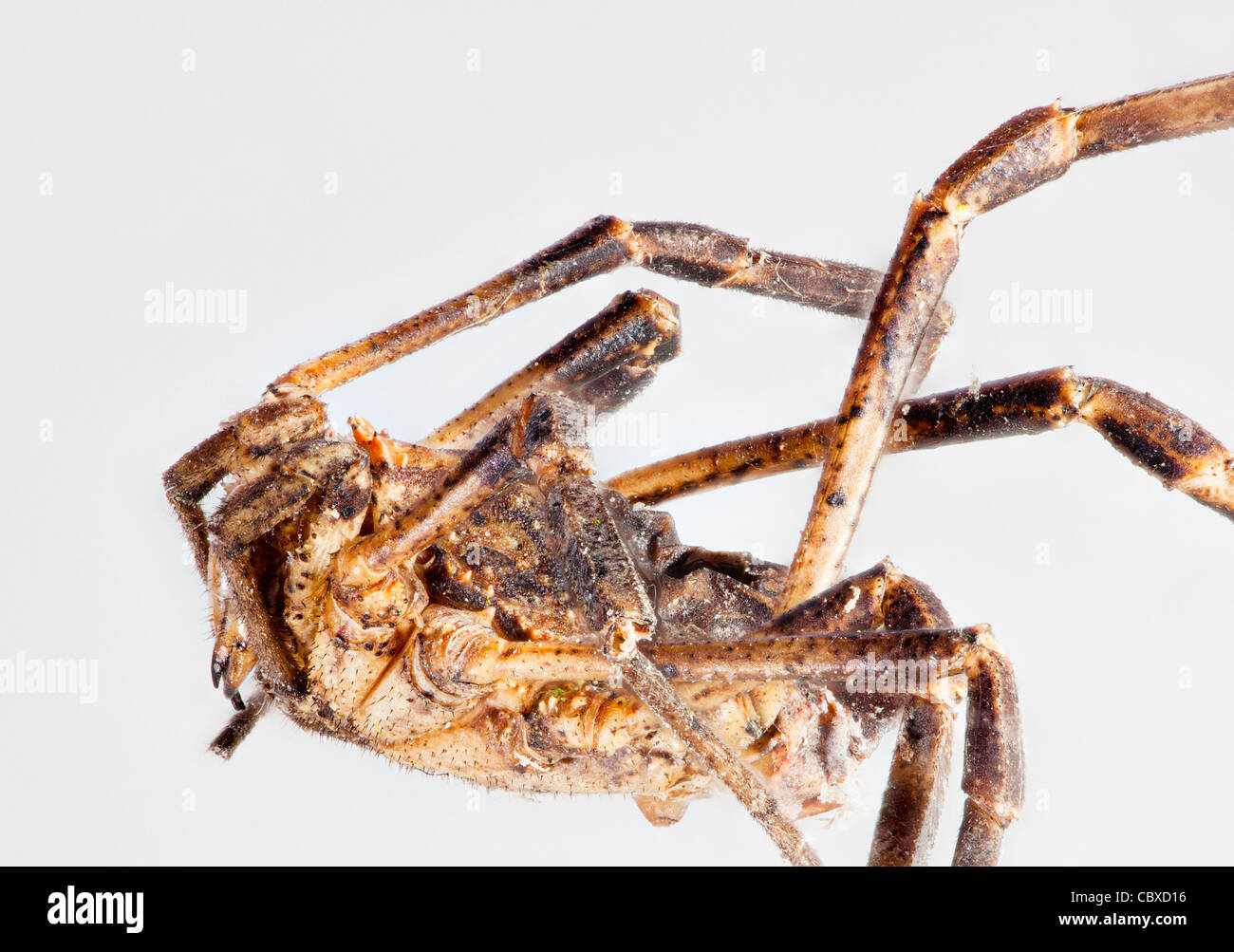 Nahaufnahme des riesigen Haus Spinne, Eratigena Atrica, ehemals Tegenaria Atrica oder Tegenaria Gigantean, genommen in Surrey, Süd-Ost-England, UK Stockfoto