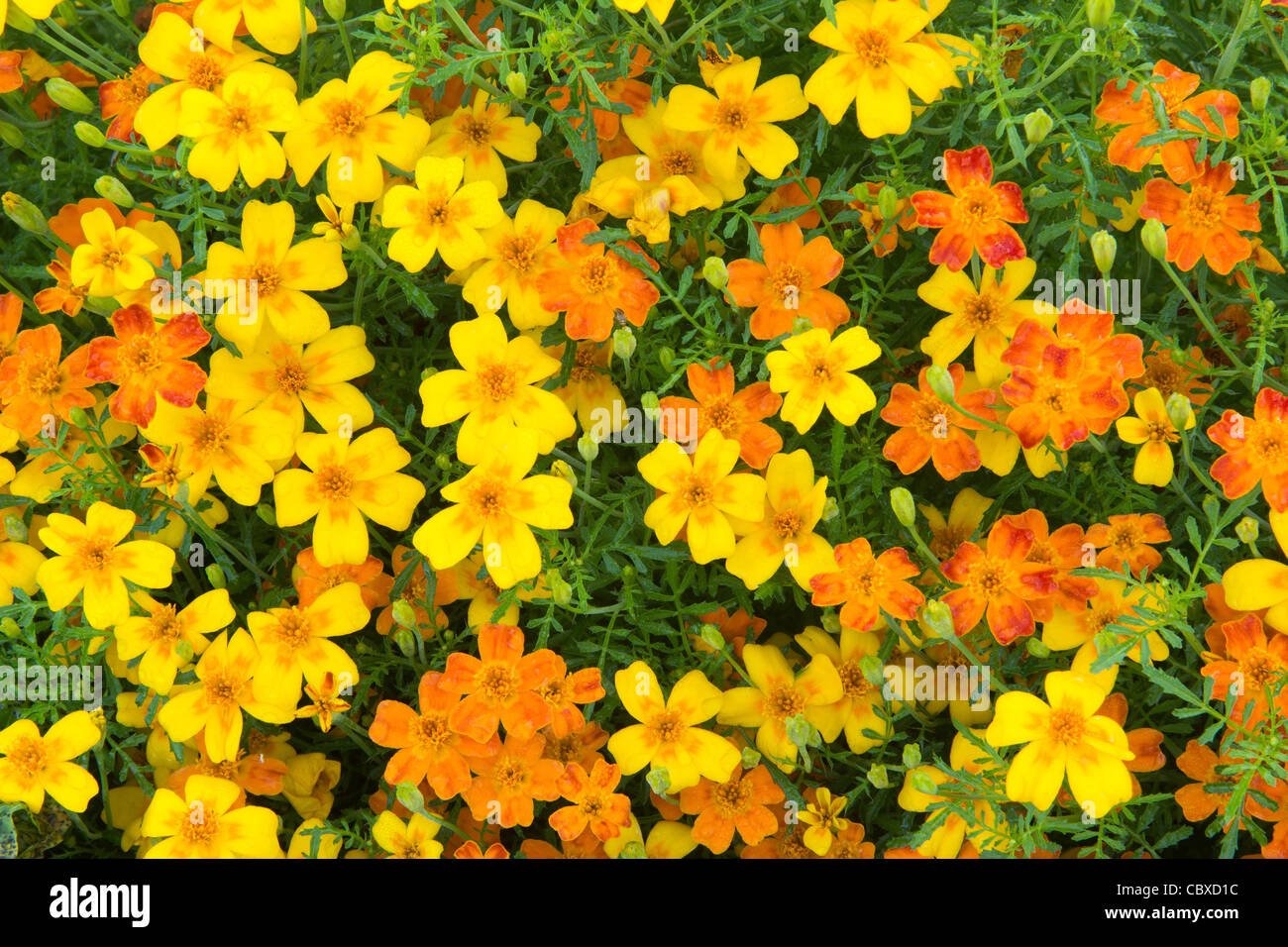 Tagetes Tenuifolia, Signet Ringelblume oder Zitrone Ringelblume Stockfoto