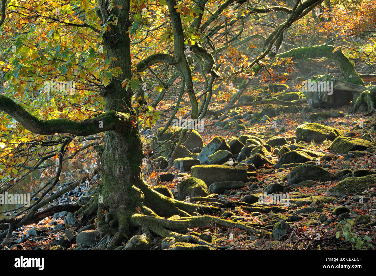 Licht scheint durch den Wald entlang Gouthwaite Reservoir zwischen Ramsgill und Pateley Brücke in Nidderdale, Yorkshire, England Stockfoto