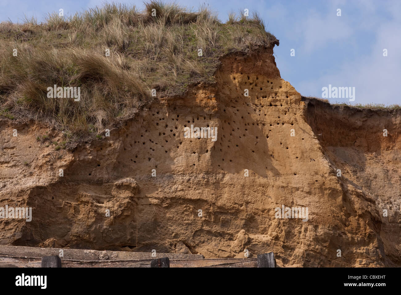 Felswand mit einer Kolonie von Sand Martins (Riparia Riparia) Gruben Verschachtelung Löcher. Happisburgh, North Norfolk. East Anglia. Stockfoto
