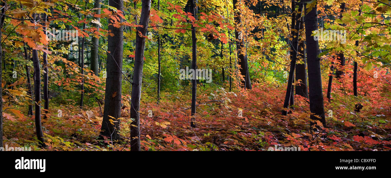 Roteiche / Meister Eiche (Quercus Rubra / Quercus Borealis) Bäume im Wald im Herbst, in Nordamerika heimisch Stockfoto
