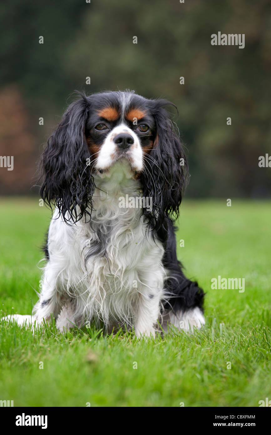 Cavalier King Charles Spaniel im Garten Stockfoto